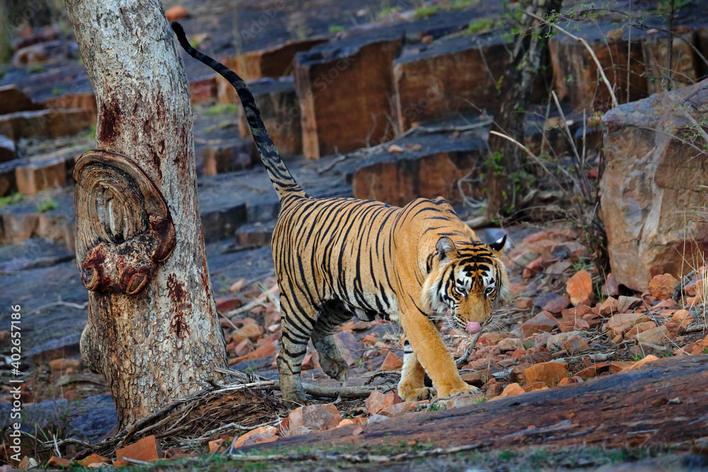Fototapeta premium Urine marking Indian tiger lift up tail, wild animal in the nature habitat, Ranthambore NP, India. Big cat, endangered animal. End of dry season, beginning monsoon. Tiger from Asia.