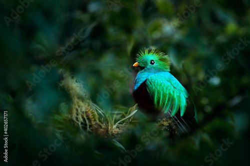 Tropic bird Quetzal, Pharomachrus mocinno, from nature Costa Rica, detail portrait. Magnificent sacred mystic green and red bird. Resplendent Quetzal in jungle habitat. Wildlife scene from Costa Rica. © ondrejprosicky