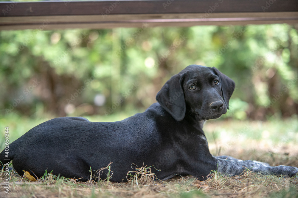 puppy of european sled dog great for mushing puppy of european sled dog great for mushing