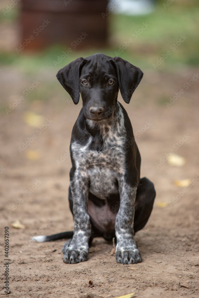 puppy of european sled dog great for mushing puppy of european sled dog great for mushing