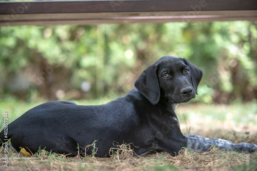 puppy of european sled dog great for mushing