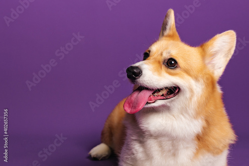 Portrait of a pembroke welsh corgi dog wearing blue bandana tie looking at the camera with mouth open seen from the front on a purple background