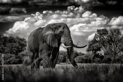 Elephant in the grass. Wildlife scene from nature  elephant in the habitat  Moremi  Okavango delta  Botswana  Africa. Sky with clouds. African safari  black and white art.