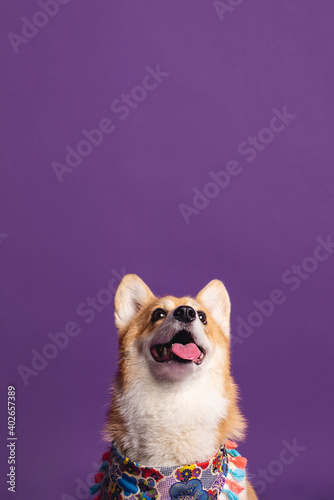 Portrait of a pembroke welsh corgi dog wearing blue bandana tie looking at the camera with mouth open seen from the front on a purple background