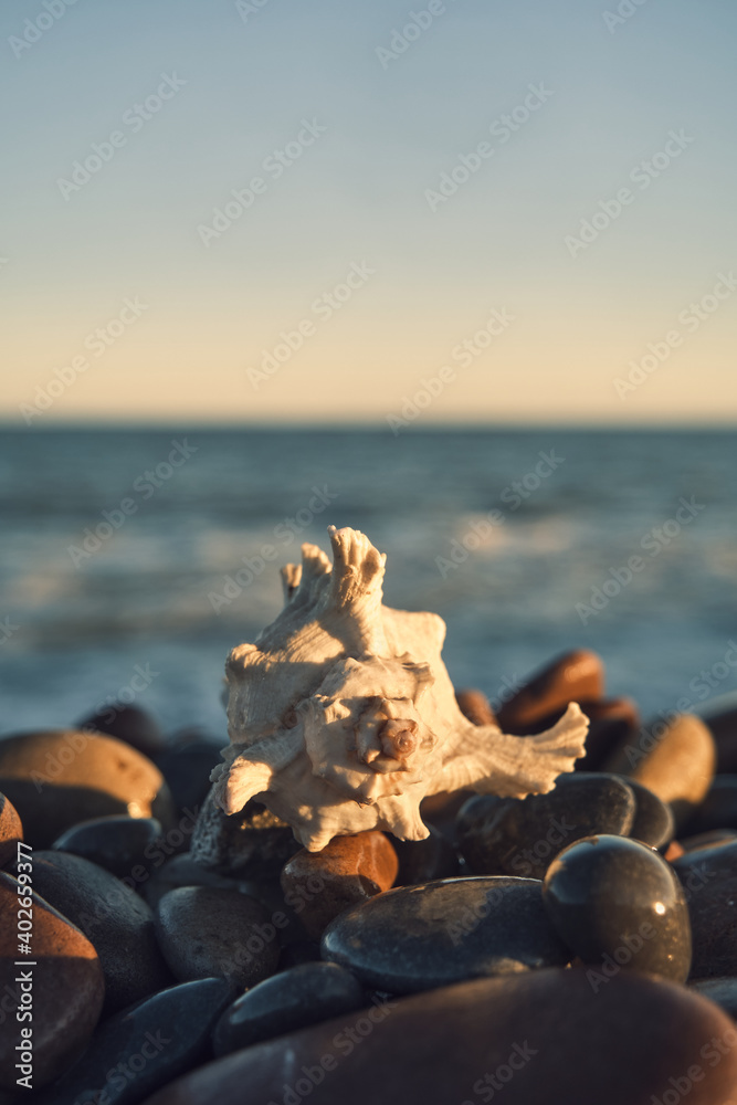 a white shell on the background of the sea