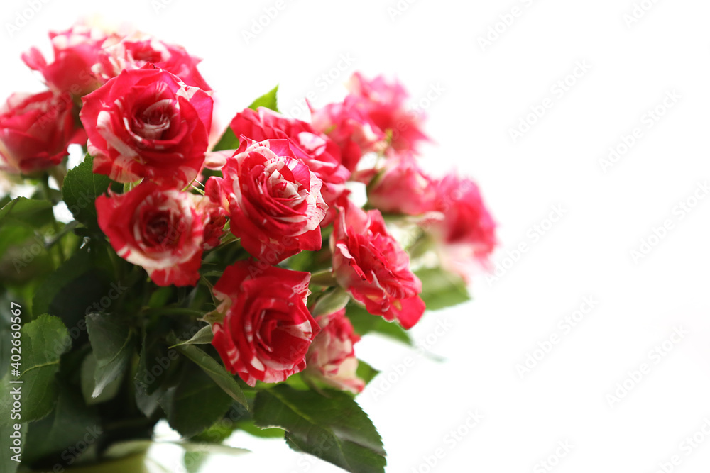 Pink marble roses bouquet on white background, Valentines day concept