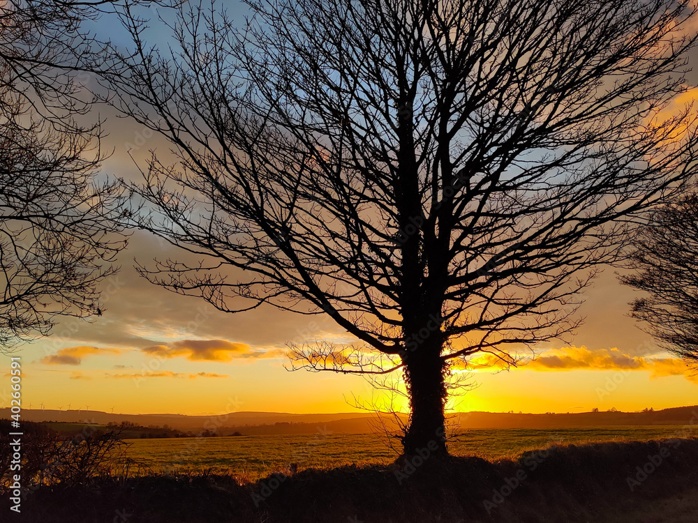 Winter tree silhoutte agains setting sun in rural Ireland