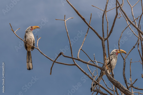 southern yellow-billed hornbill, Tockus leucomelas, on a branch, Namibia photo