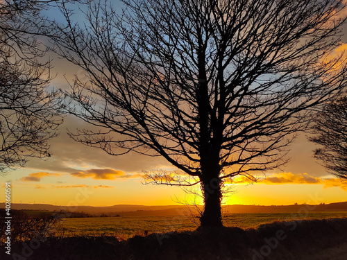 Winter tree silhoutte agains setting sun in rural Ireland © Ralph Musto