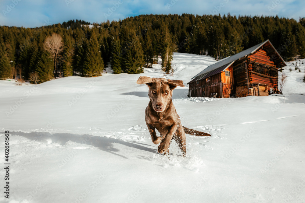 Portrait of a Labrador retriever dog running in the snow