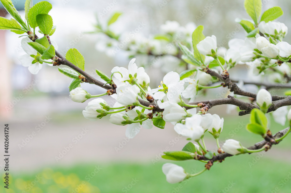 Spring flowers. Blooming apple tree in spring. Spring flowers. Blooming apple tree in spring.