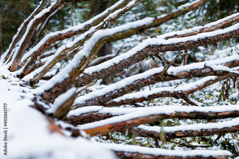 Snow covered dead wood in the forest near Lauterbrunnen (Switzerland) Snow covered dead wood in the forest near Lauterbrunnen (Switzerland)