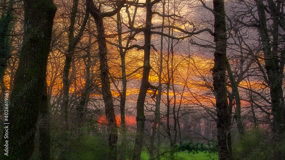 sunset sky through the forest trees
