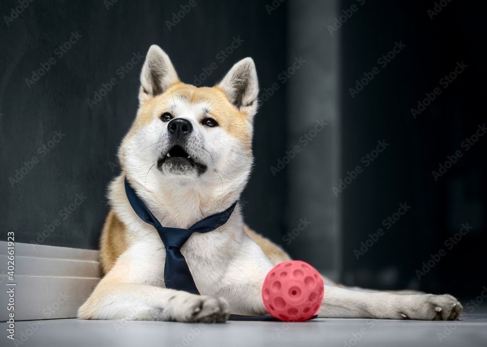 akita puppy playing with a ball
