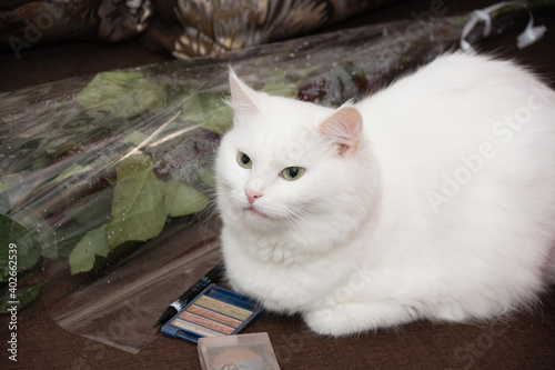 Beautiful mongrel white young cat at home photo