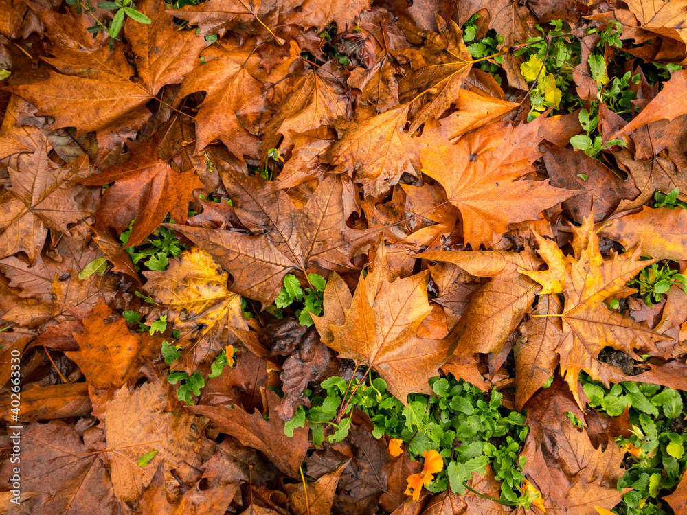 Fallen yellow leaves on top of grass on a rainy day