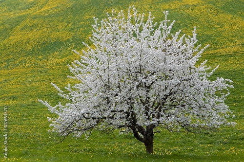 Baum in Blüte