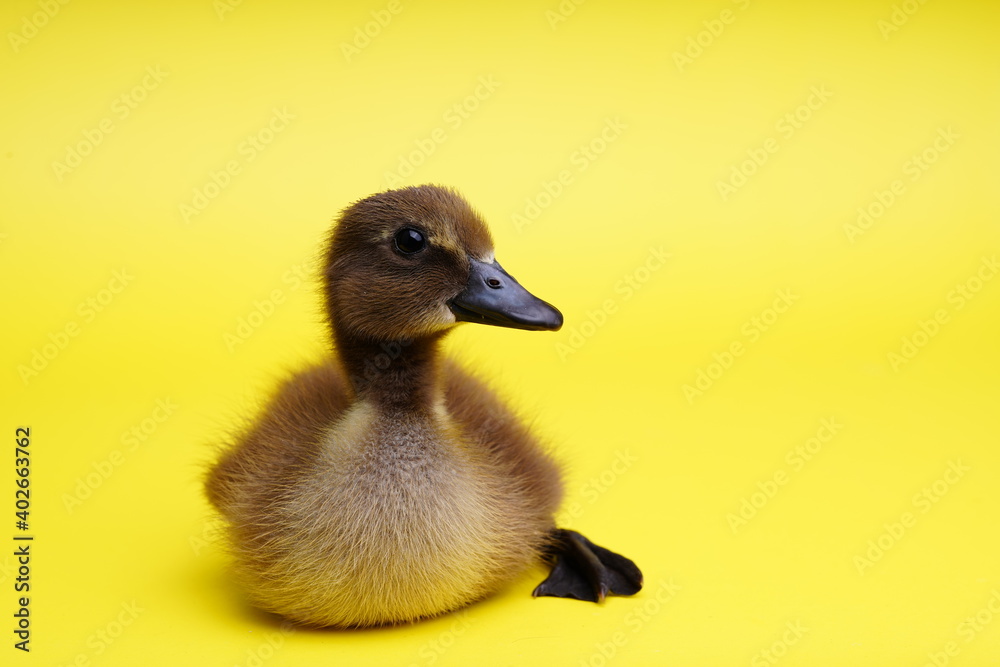 cute young duck on yellow isolated background. cute young duck on yellow isolated background.