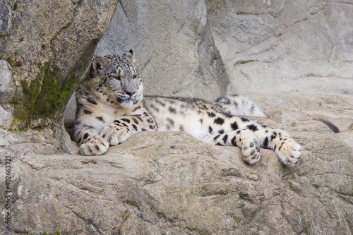 Schneeleopard