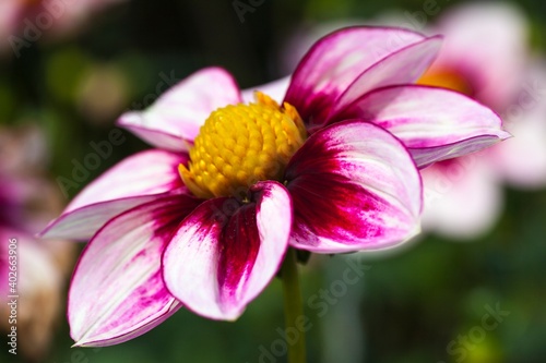 Blüte