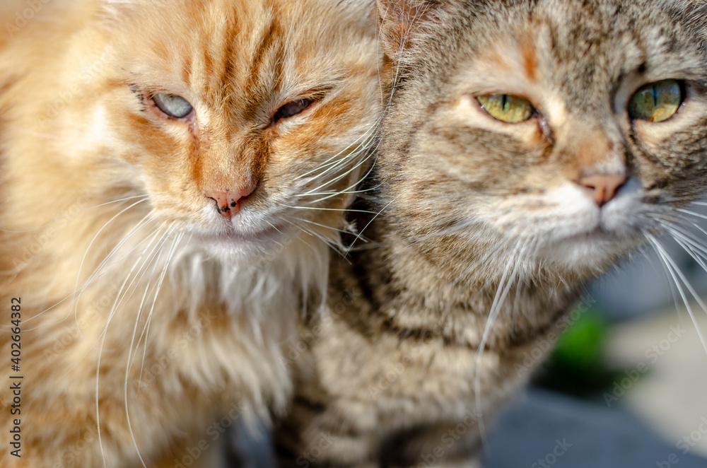 Portrait of two friendly tabby cats close together, both looking forward