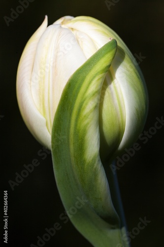 Tulpe