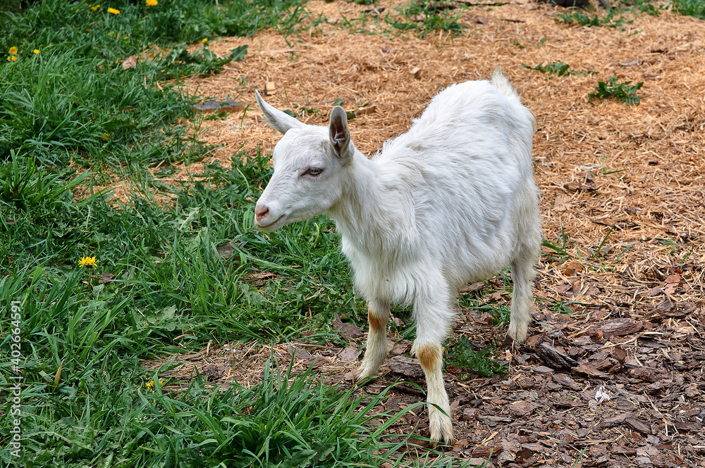 Fototapeta premium White goat grazing in a meadow