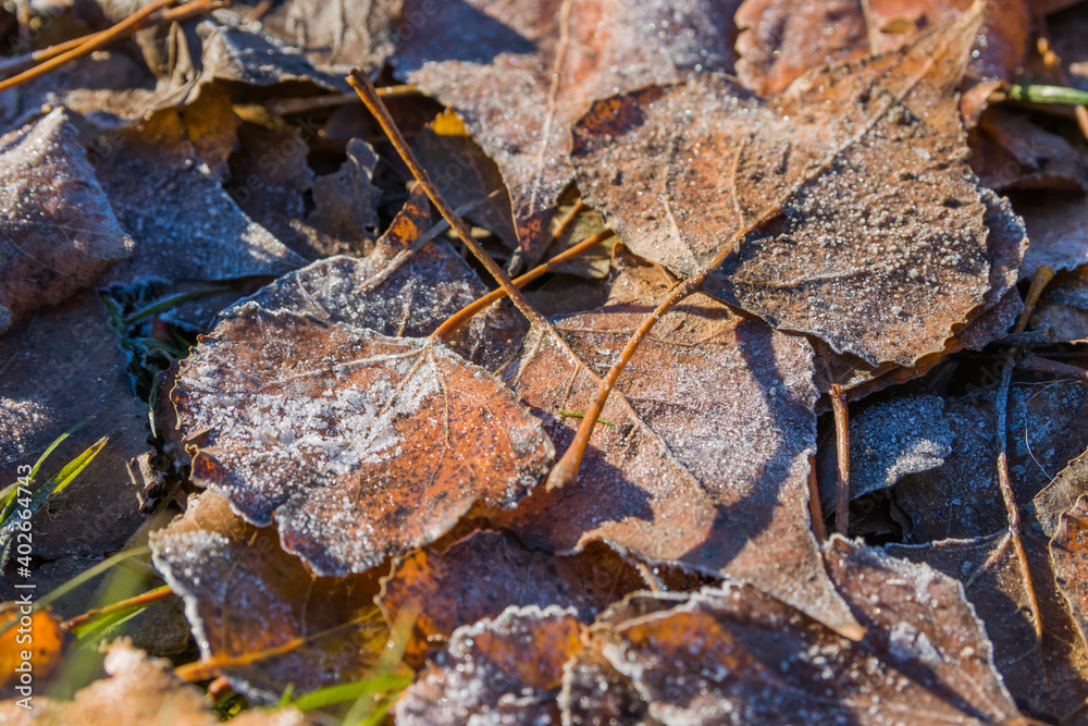 Fallen leaves in the hoarfrost in an early winter morning. Early winter and frost on fallen leaves Fallen leaves in the hoarfrost in an early winter morning. Early winter and frost on fallen leaves