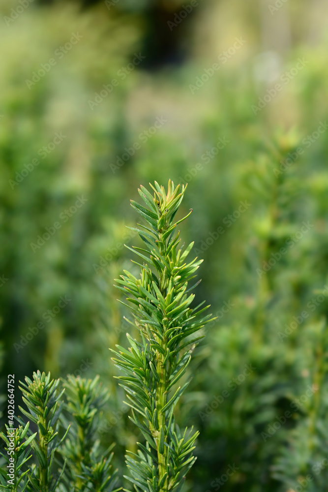 Irish Yew Fastigiata Robusta Irish Yew Fastigiata Robusta