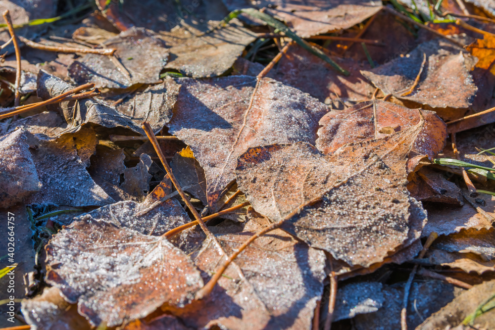 Fallen leaves in the hoarfrost in an early winter morning. Early winter and frost on fallen leaves