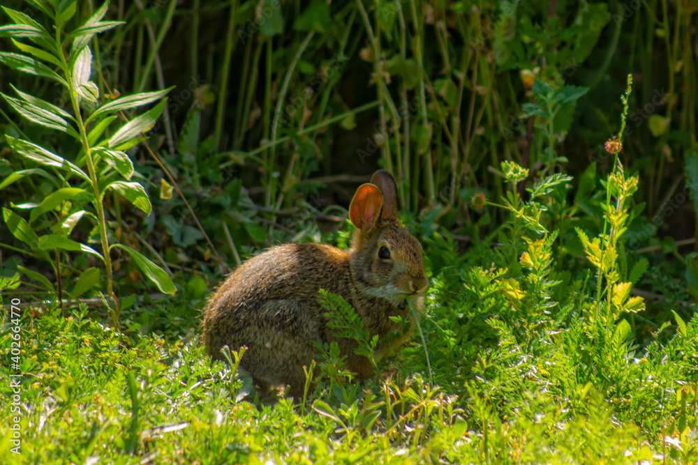 Very Young Eastern Cottontail Rabbit in Nature against the Sun, Ontario, Canada