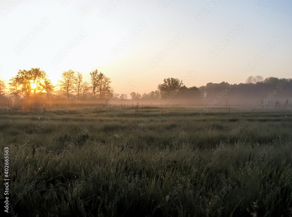 Sunrise fog on rural field trees. Sunrise trees fog. Trees in sunrise fog. Sunrise in morning