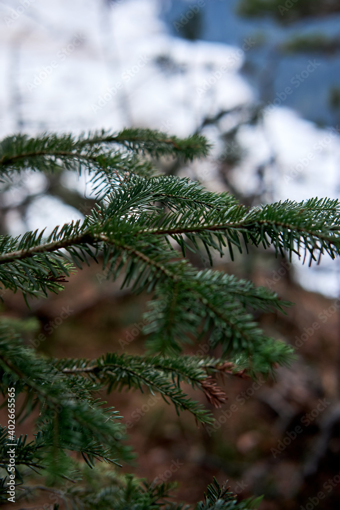 Beautiful natural Christmas tree without decorations. Green branches of spruce close-up. Evergreen tree grows in coniferous forest. Vertical image and space for text. Beautiful natural Christmas tree without decorations. Green branches of spruce close-up. Evergreen tree grows in coniferous forest. Vertical image and space for text.