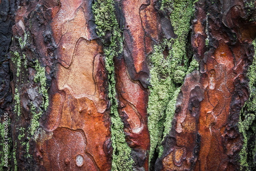 tree bark photo with moss, aspen texture photo