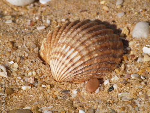 Shell in the sand on the beach 
