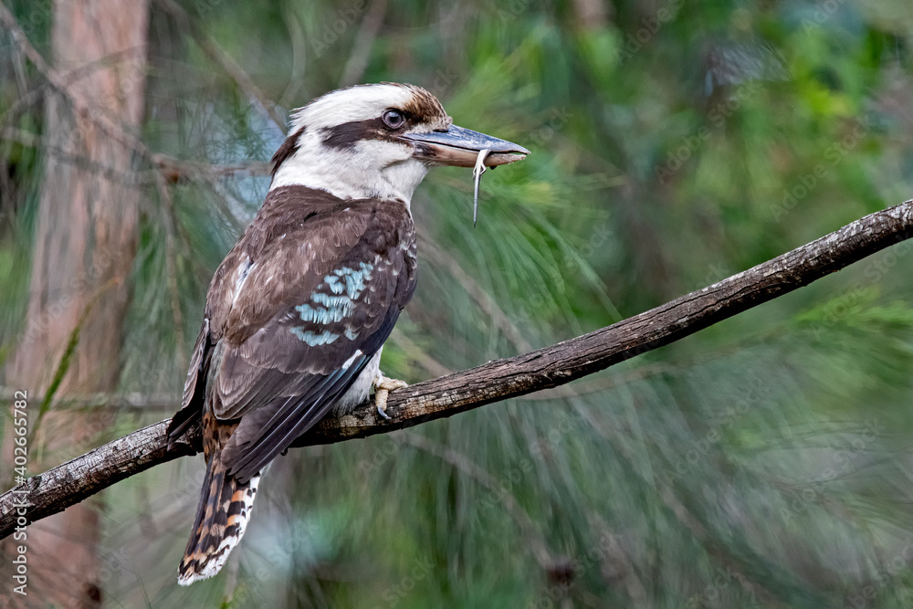 Obraz premium Kookaburra with Lizard meal on a gum tree