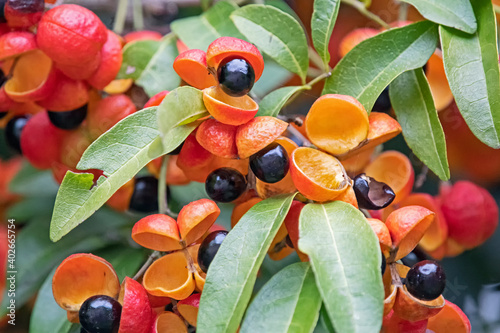 Colourful fruit of harpullia pendula -tulipwood photo
