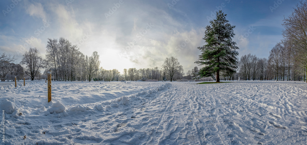 Panoramic view of covered in snow park with big fir tree and blue sky in winter Panoramic view of covered in snow park with big fir tree and blue sky in winter