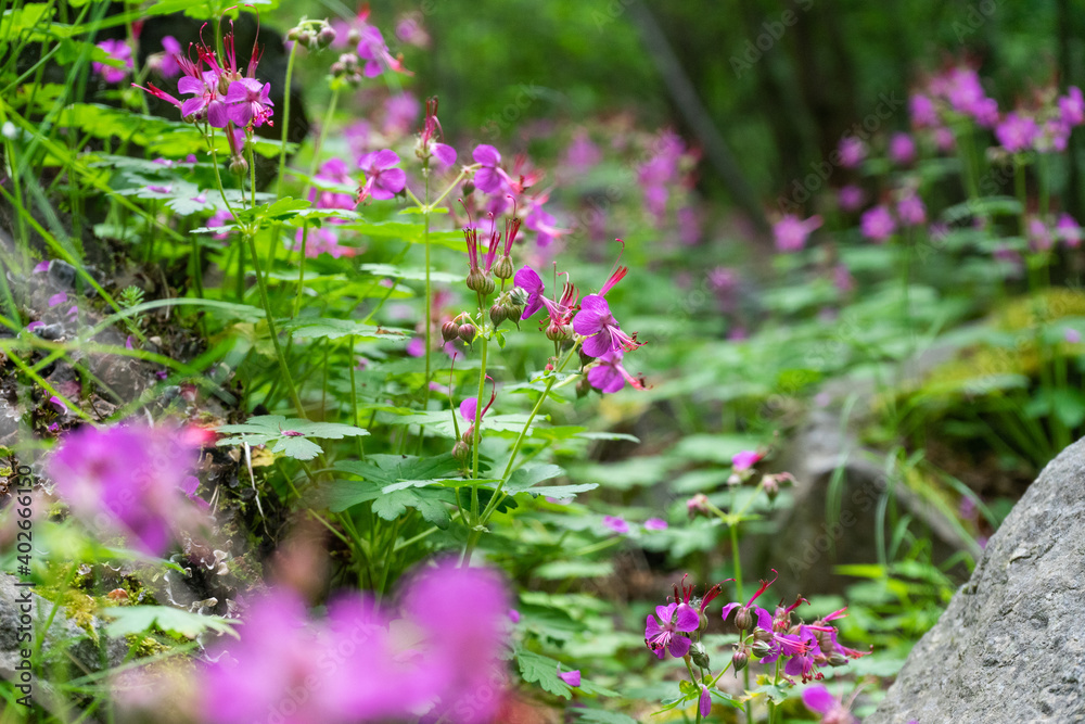 Wild seasonal vegetation with violet colour and magenta. Flourish scent in springtime on the balkan at Bulgaria. Blossoming forest with dense grass. Mossy rock and grassy. Wild seasonal vegetation with violet colour and magenta. Flourish scent in springtime on the balkan at Bulgaria. Blossoming forest with dense grass. Mossy rock and grassy.