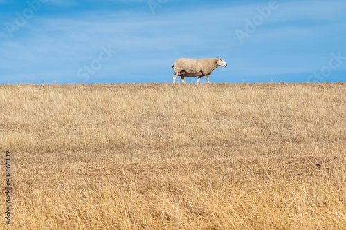 Schaf auf Düne