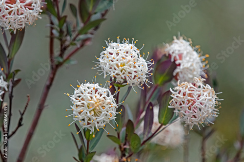 Wild flower - Kosciuszko Rose - Pimelealigustrina - Thymelaeaceae