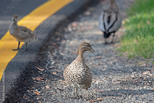 Australian Woodducks near a road crossing photo