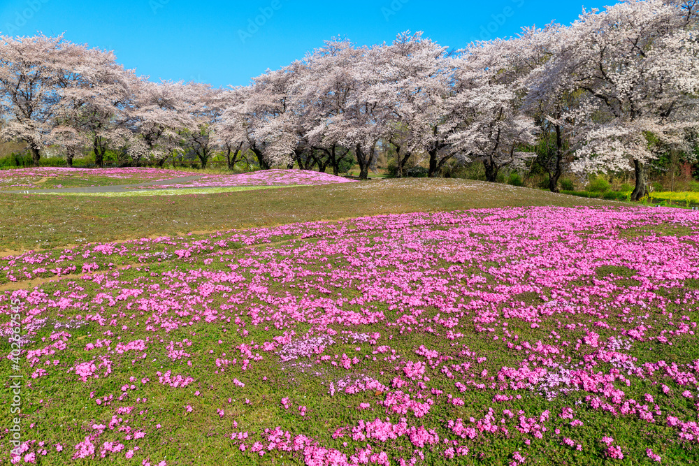 満開の桜と芝桜の咲く庭園