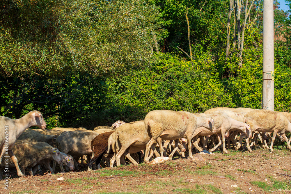 herd of sheep in field herd of sheep in field