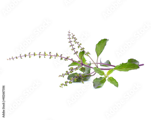 Holy Basil,Ocimum sanctum isolate on white