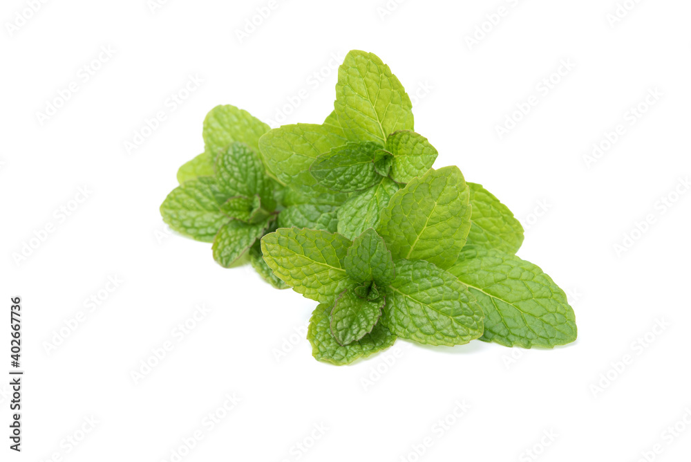 Fresh spearmint isolated on white background. Mint, natural medicine, peppernint Fresh spearmint isolated on white background. Mint, natural medicine, peppernint
