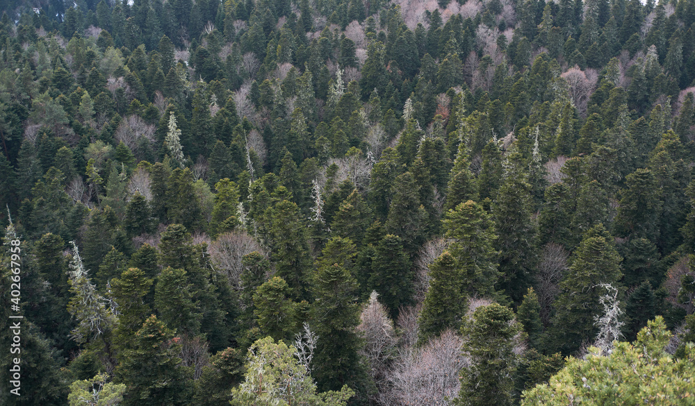 Banner with evergreen trees and plenty of space for text. Neutral forest background. View of green coniferous pine fir and spruce forest from afar. Banner with evergreen trees and plenty of space for text. Neutral forest background. View of green coniferous pine fir and spruce forest from afar.