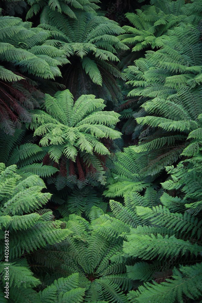 green fern in the forest