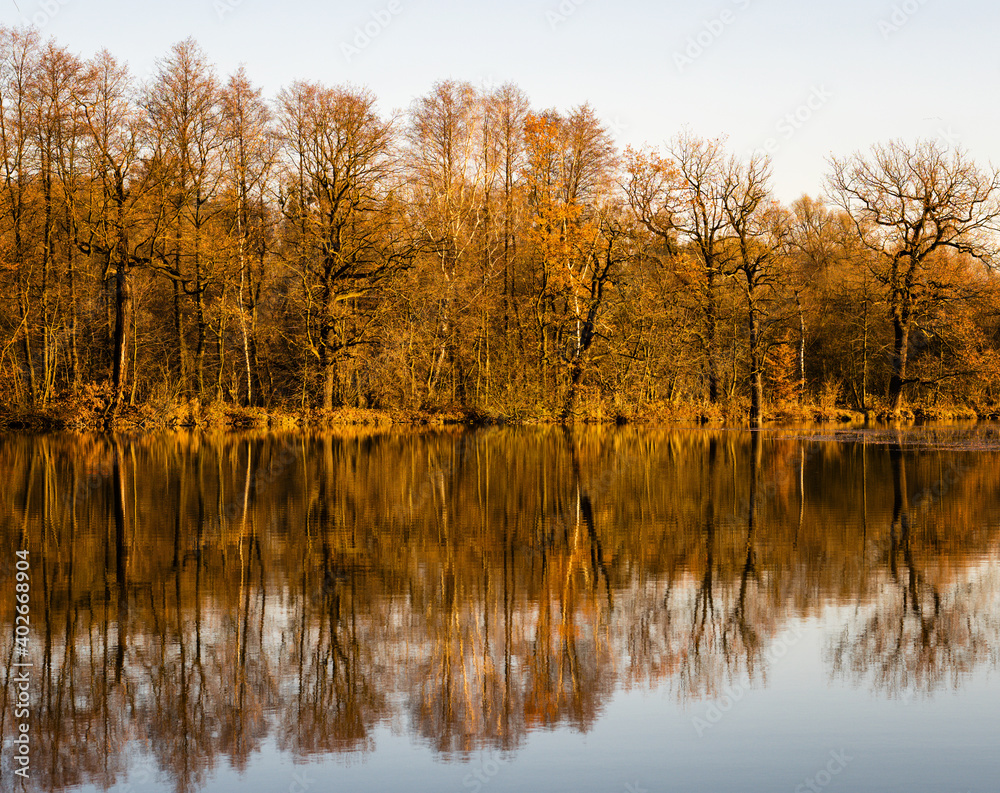 Oaks and alders on the shore of the lake with reflection in the water without leaves.