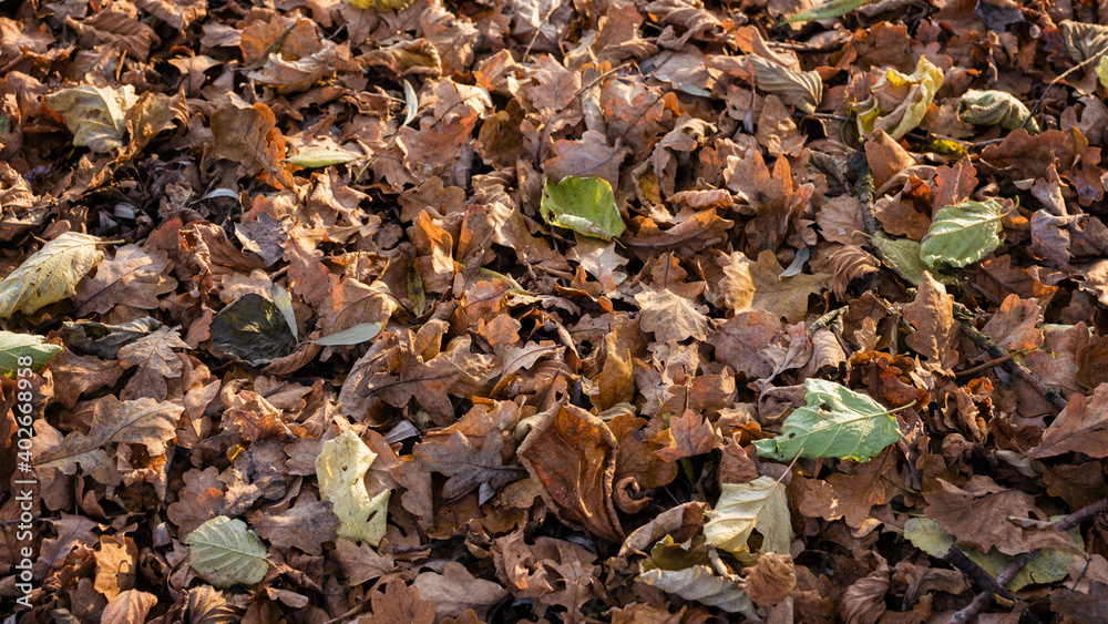 Dry fallen oak and alder leaves. Dry fallen oak and alder leaves.